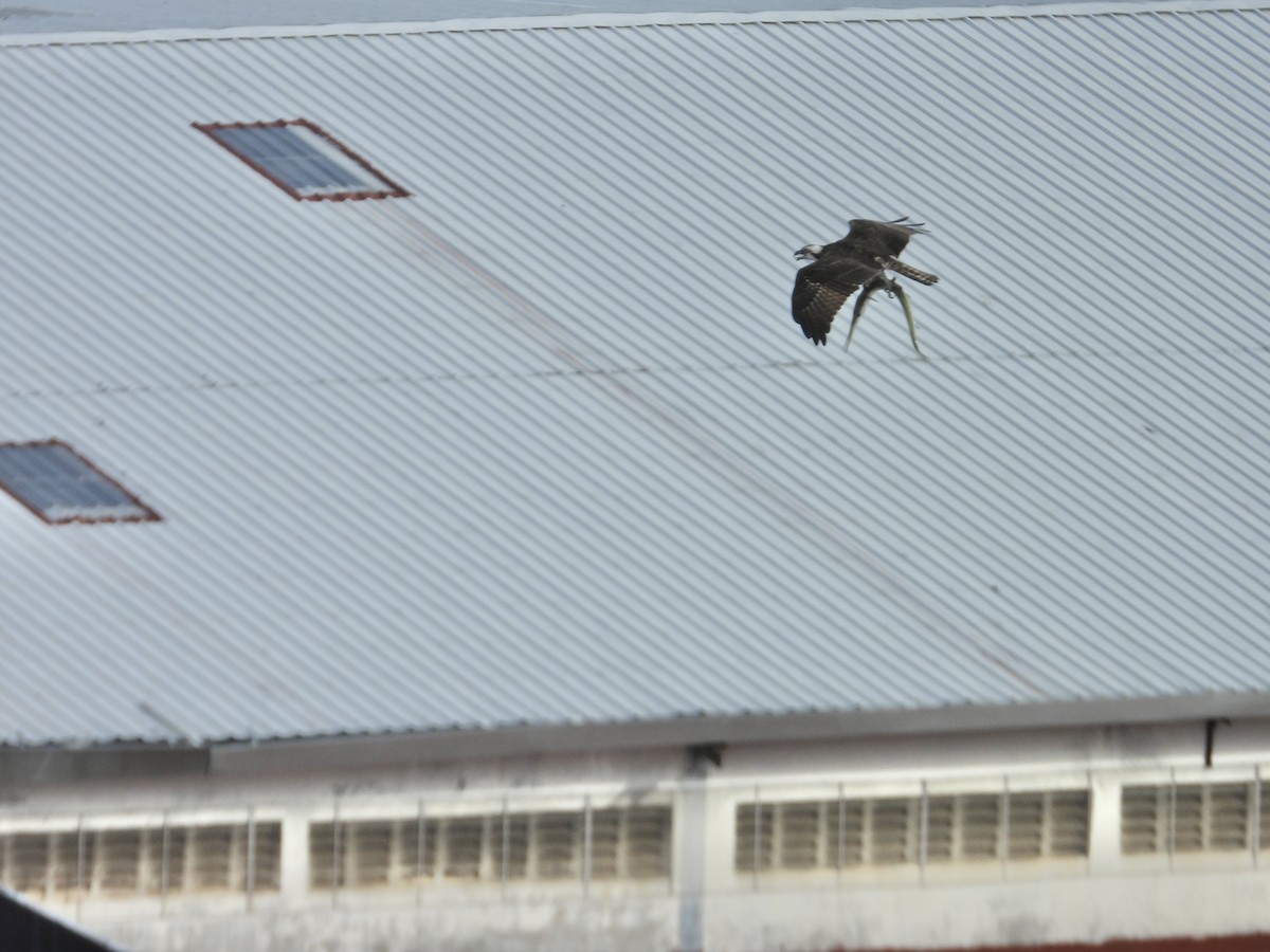 orlovec říční - ML646906835