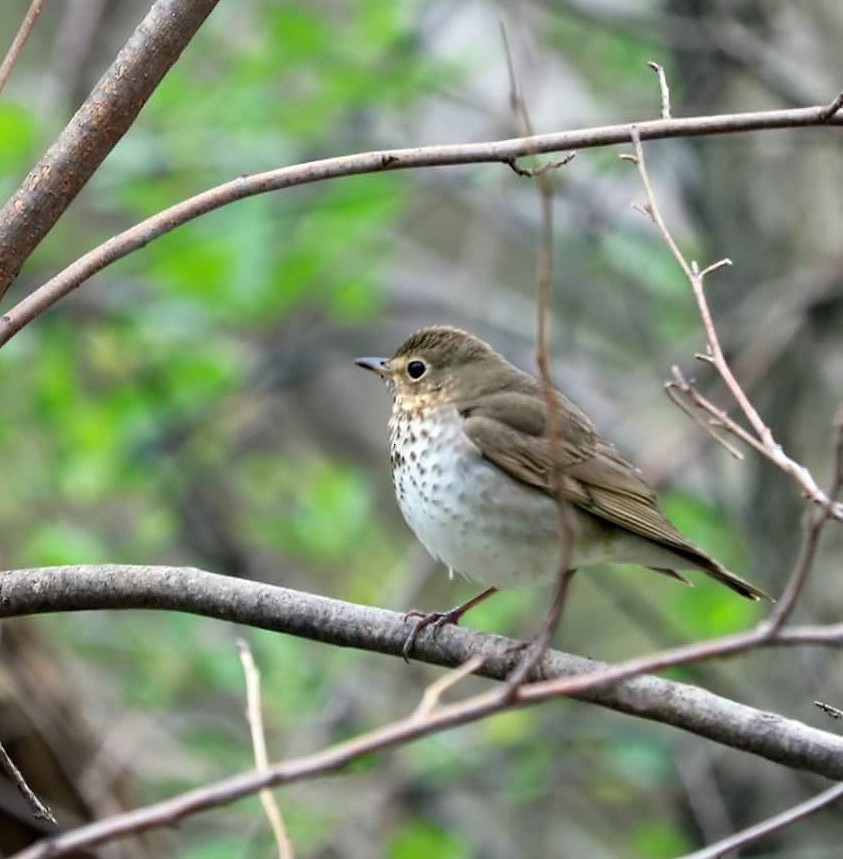 Swainson's Thrush - ML646906840