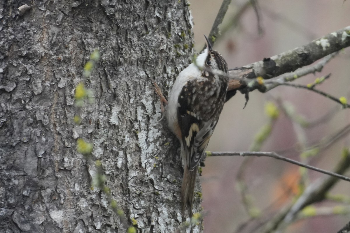 Gerri-txori amerikarra - ML646906842