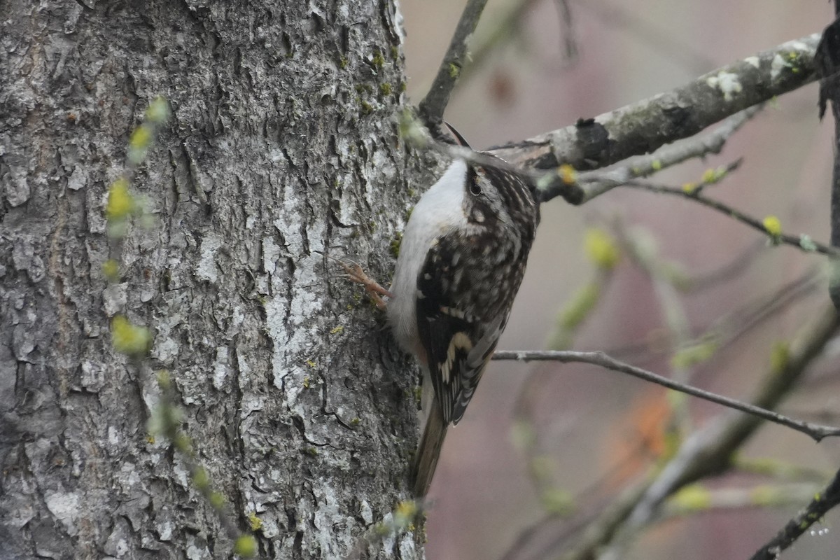 Gerri-txori amerikarra - ML646906843