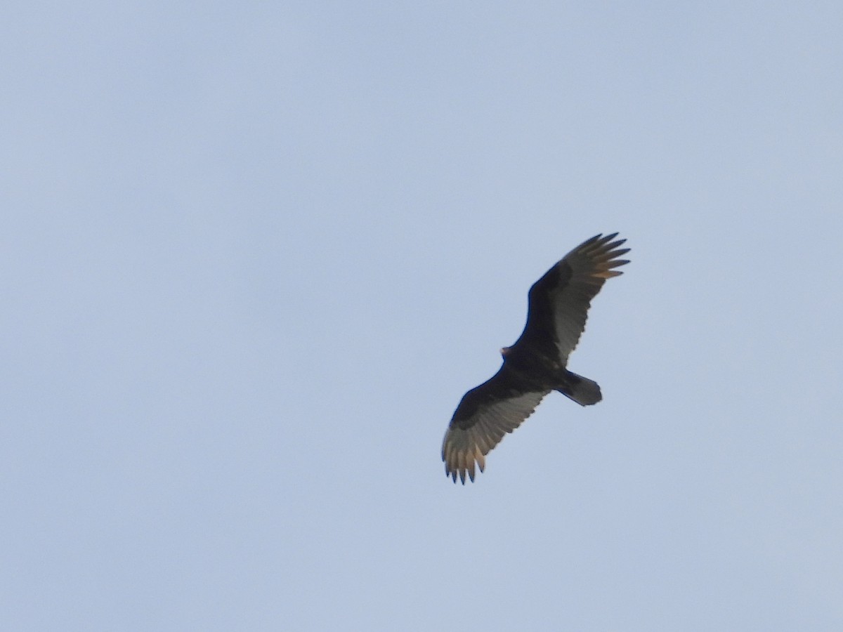 kondor krocanovitý - ML646906848