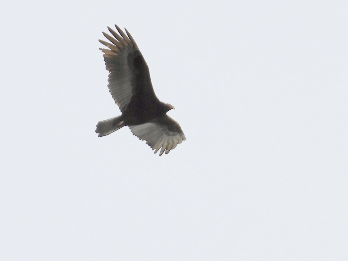 kondor krocanovitý - ML646906850