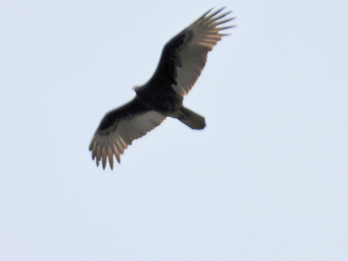 kondor krocanovitý - ML646906852