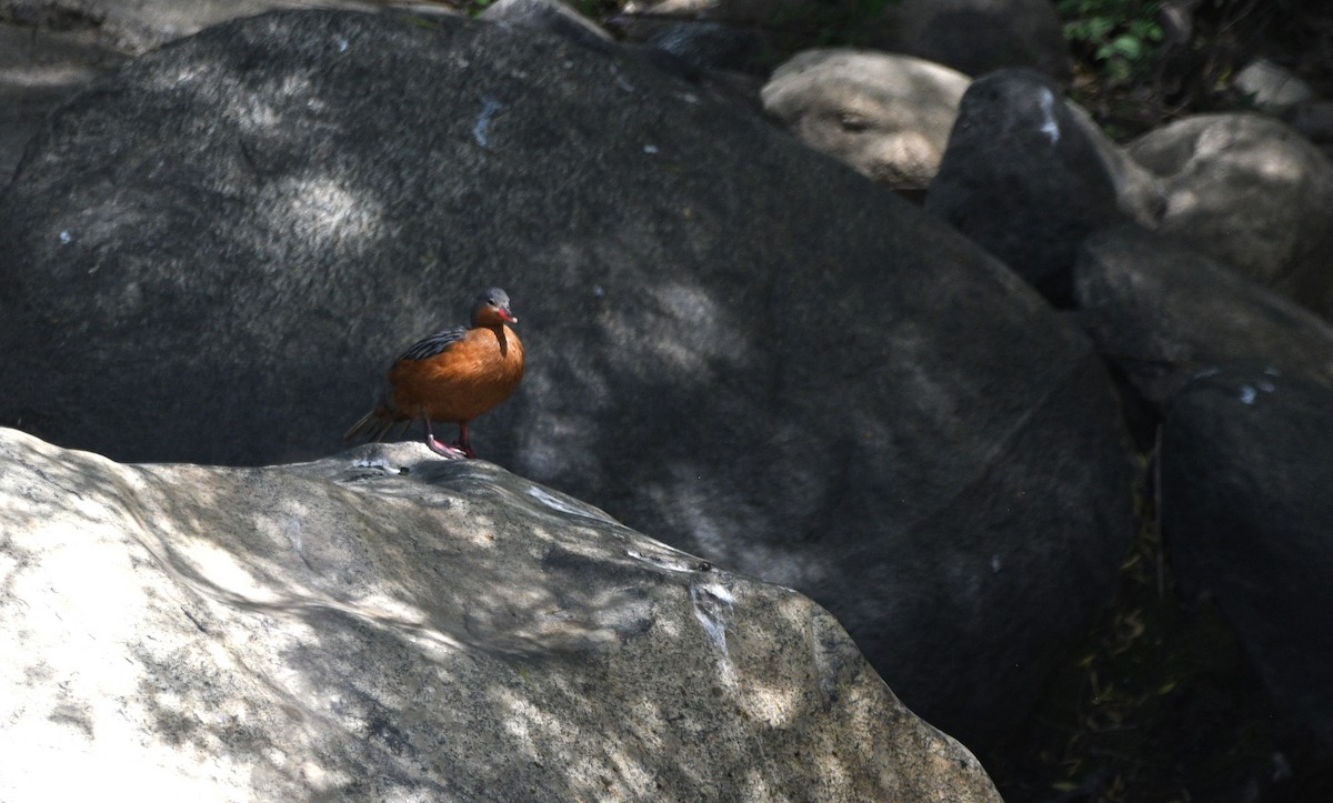 Torrent Duck - ML646906853