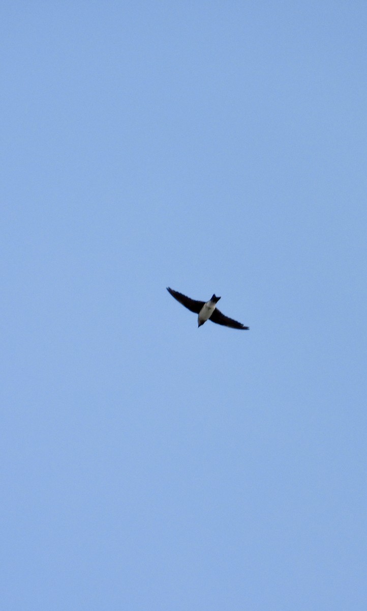 jiřička neotropická - ML646906856