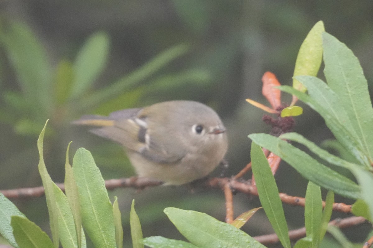 Erregetxo mottogorria - ML646906857