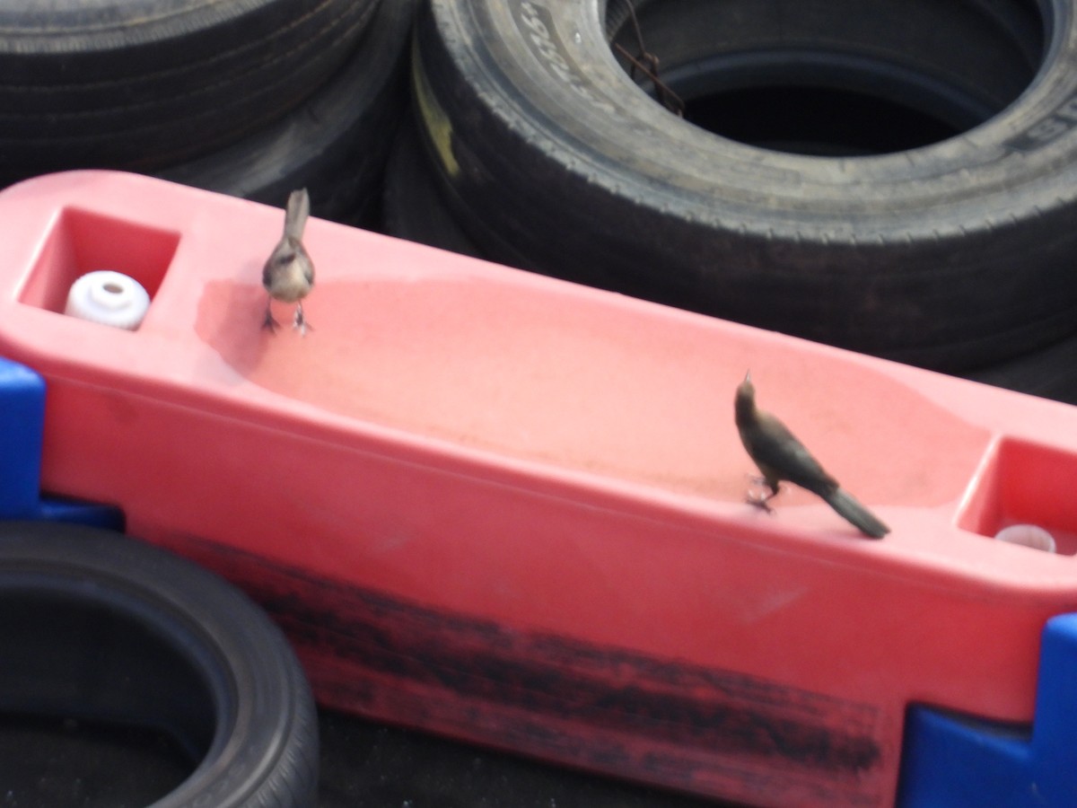 vlhovec velkoocasý - ML646906859