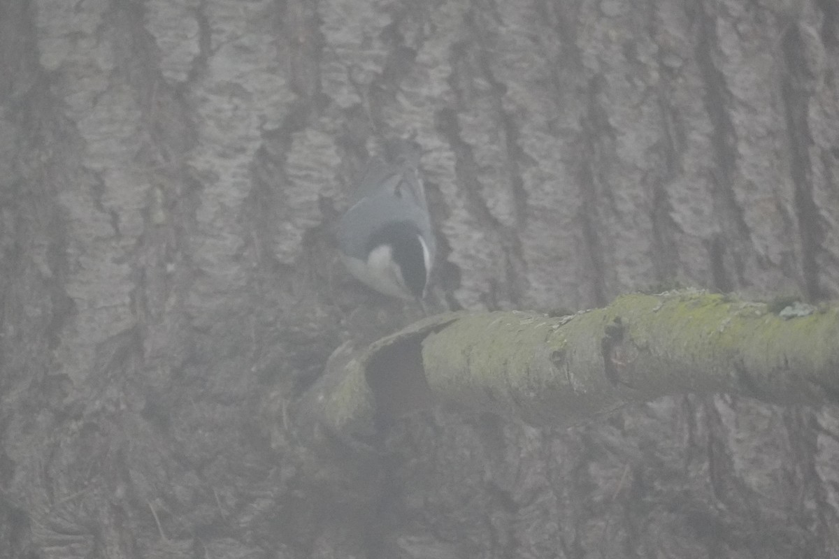 White-breasted Nuthatch - ML646906860