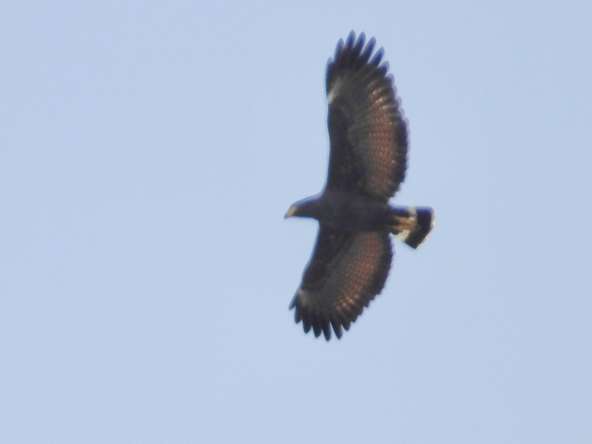 káně tmavá - ML646906874