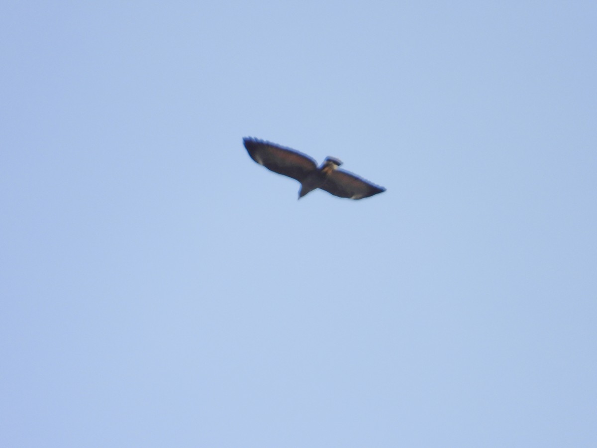 káně tmavá - ML646906875