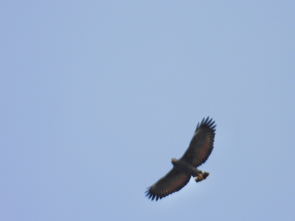 káně tmavá - ML646906876