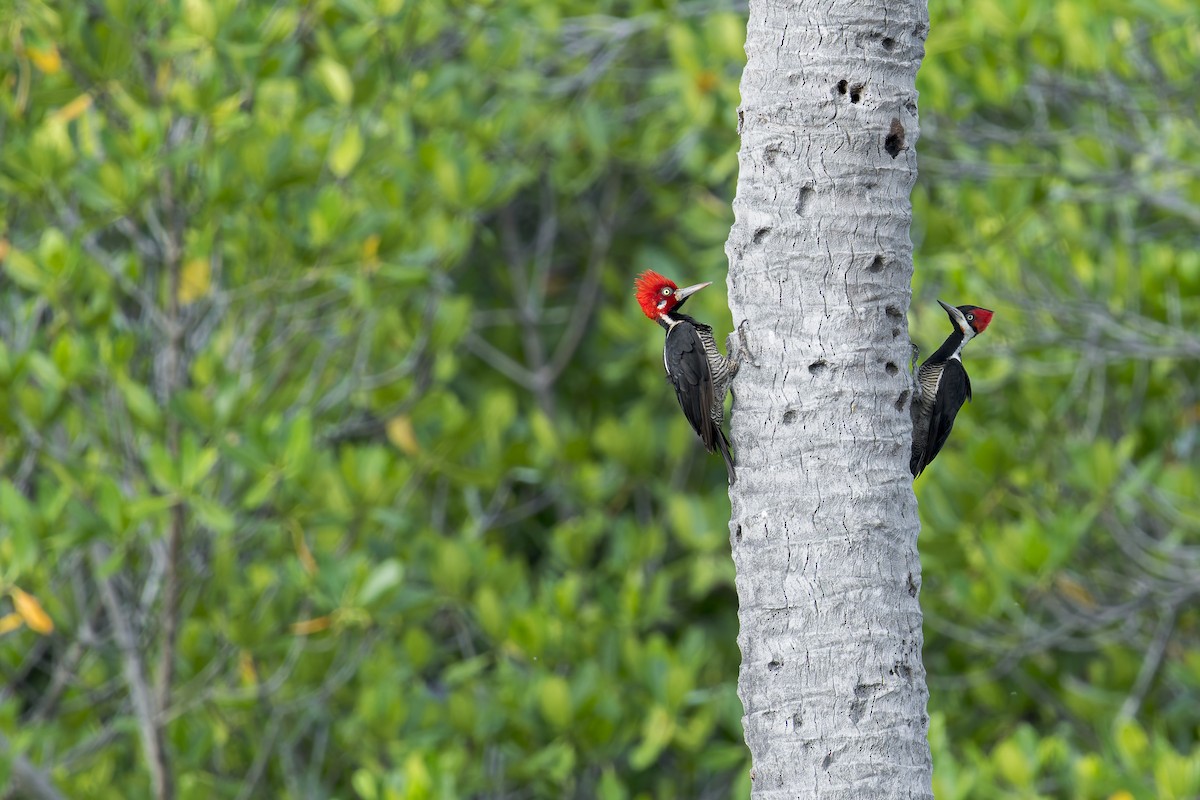 Crimson-crested Woodpecker - ML646906880