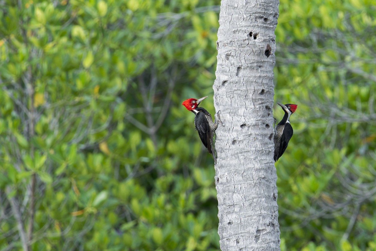 Crimson-crested Woodpecker - ML646906881
