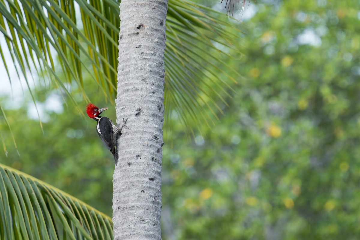 Crimson-crested Woodpecker - ML646906882