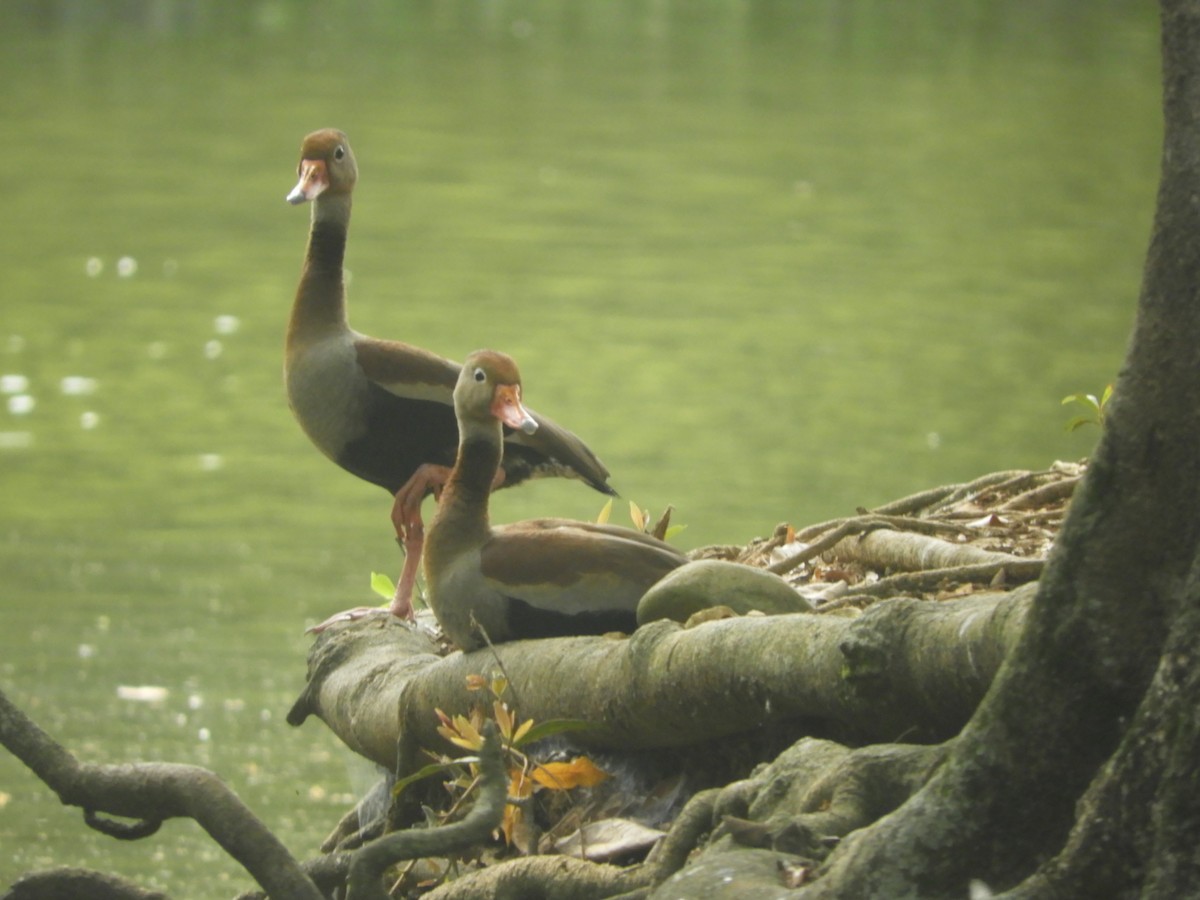 Black-bellied Whistling-Duck - ML646906883
