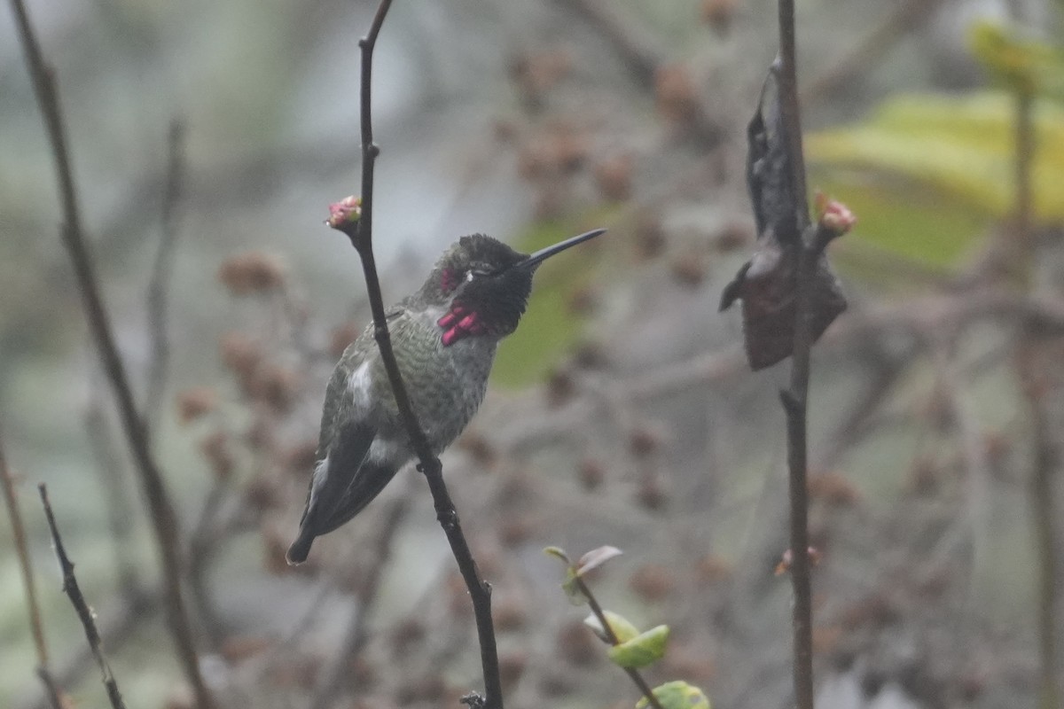 Anna's Hummingbird - ML646906884