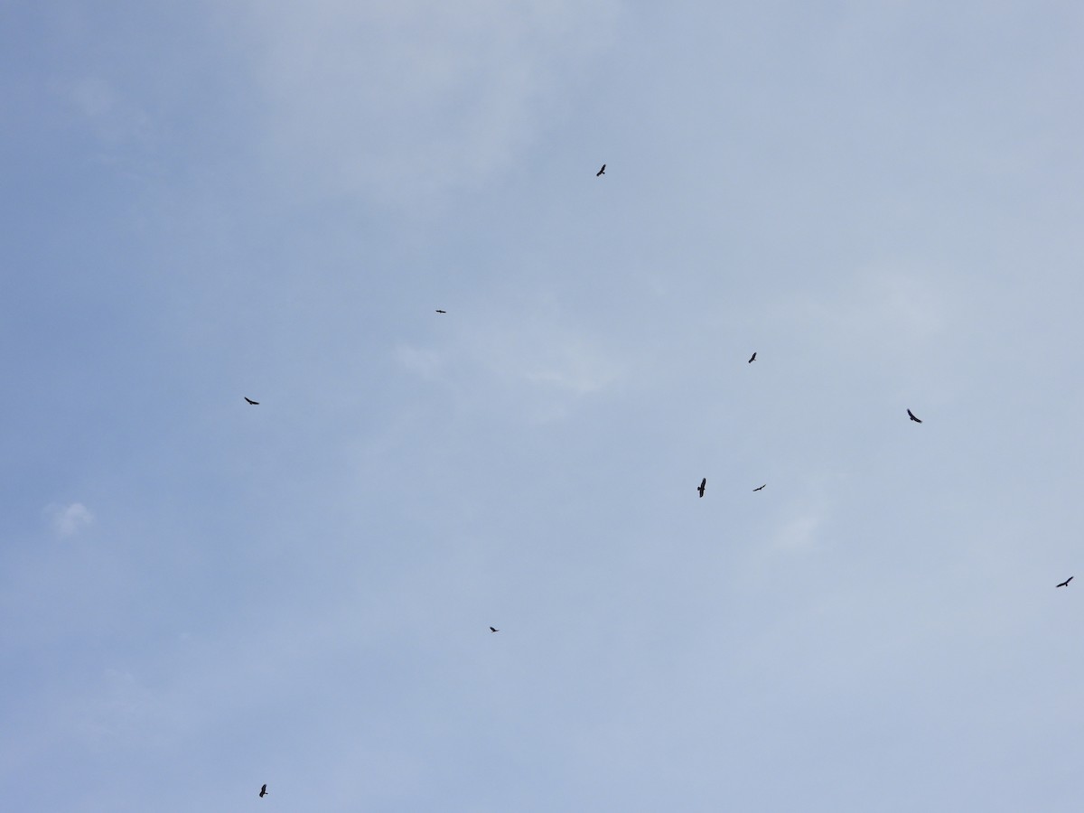 kondor havranovitý - ML646906885