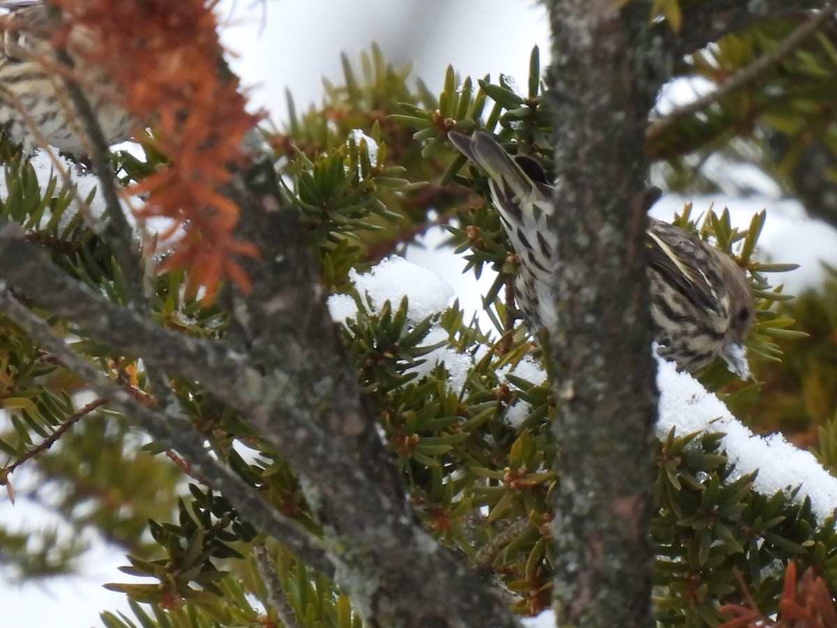 Сосновый чиж - ML646906887