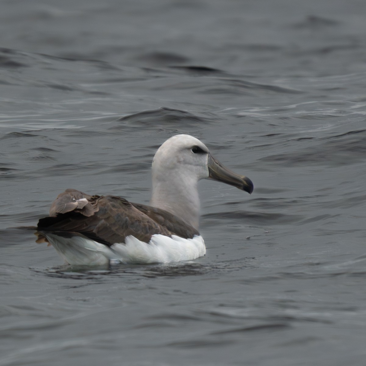サルビンアホウドリ - ML646906888