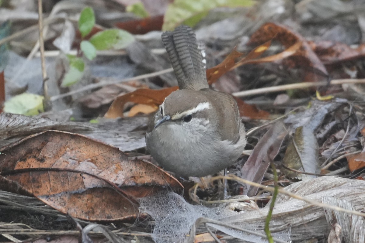 Bewick's Wren - ML646906890
