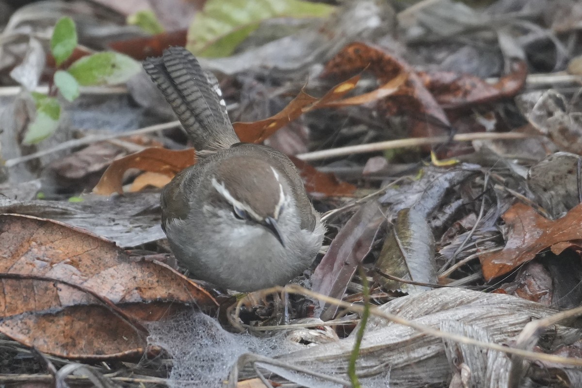 Bewick's Wren - ML646906891