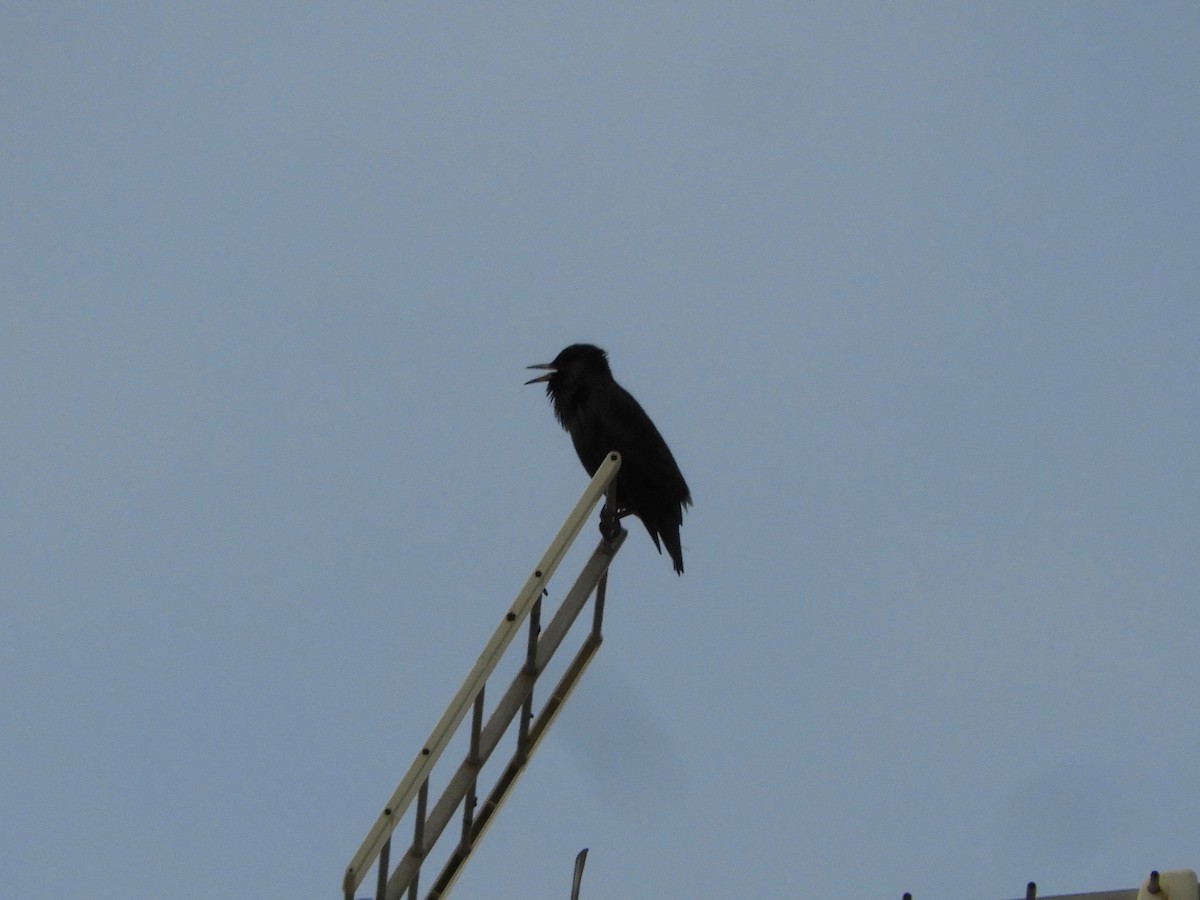 Spotless Starling - ML646906894