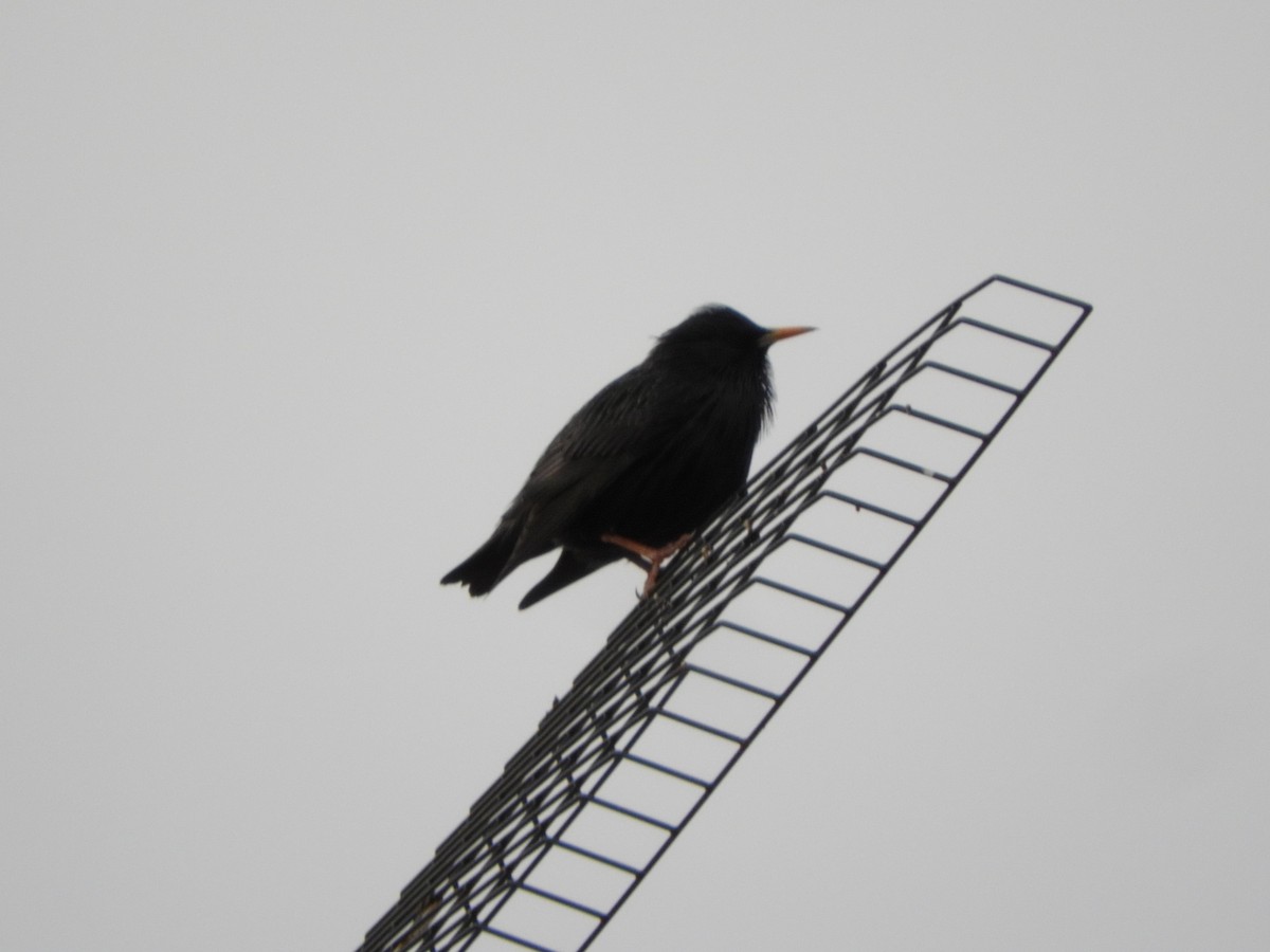 Spotless Starling - ML646906895