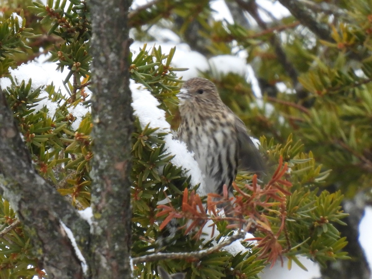 Сосновый чиж - ML646906896