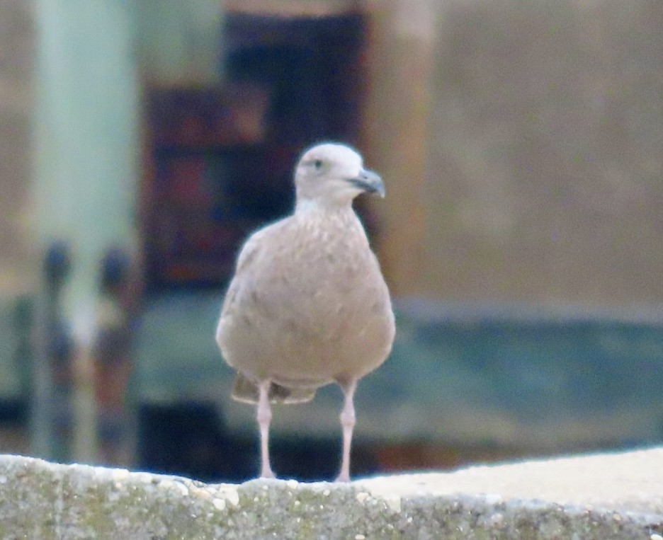 アメリカセグロカモメ - ML646906897