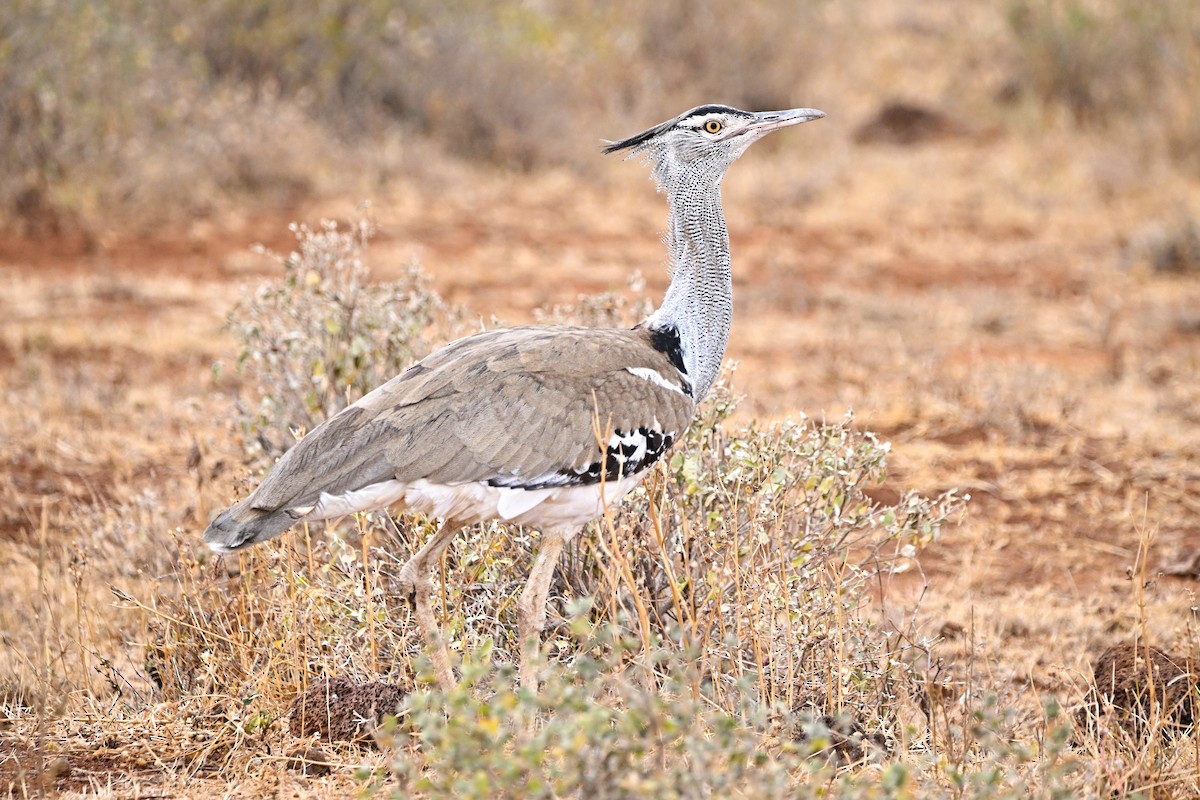 Kori Bustard - ML646906899