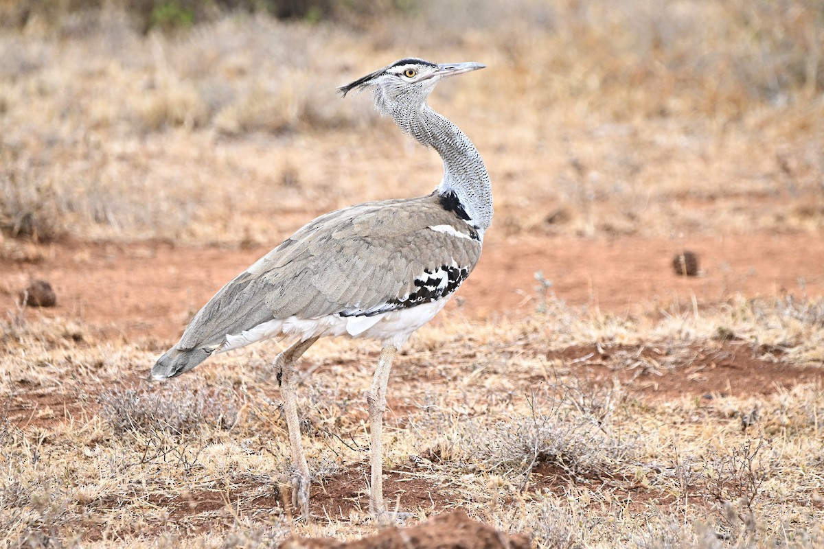 Kori Bustard - ML646906904