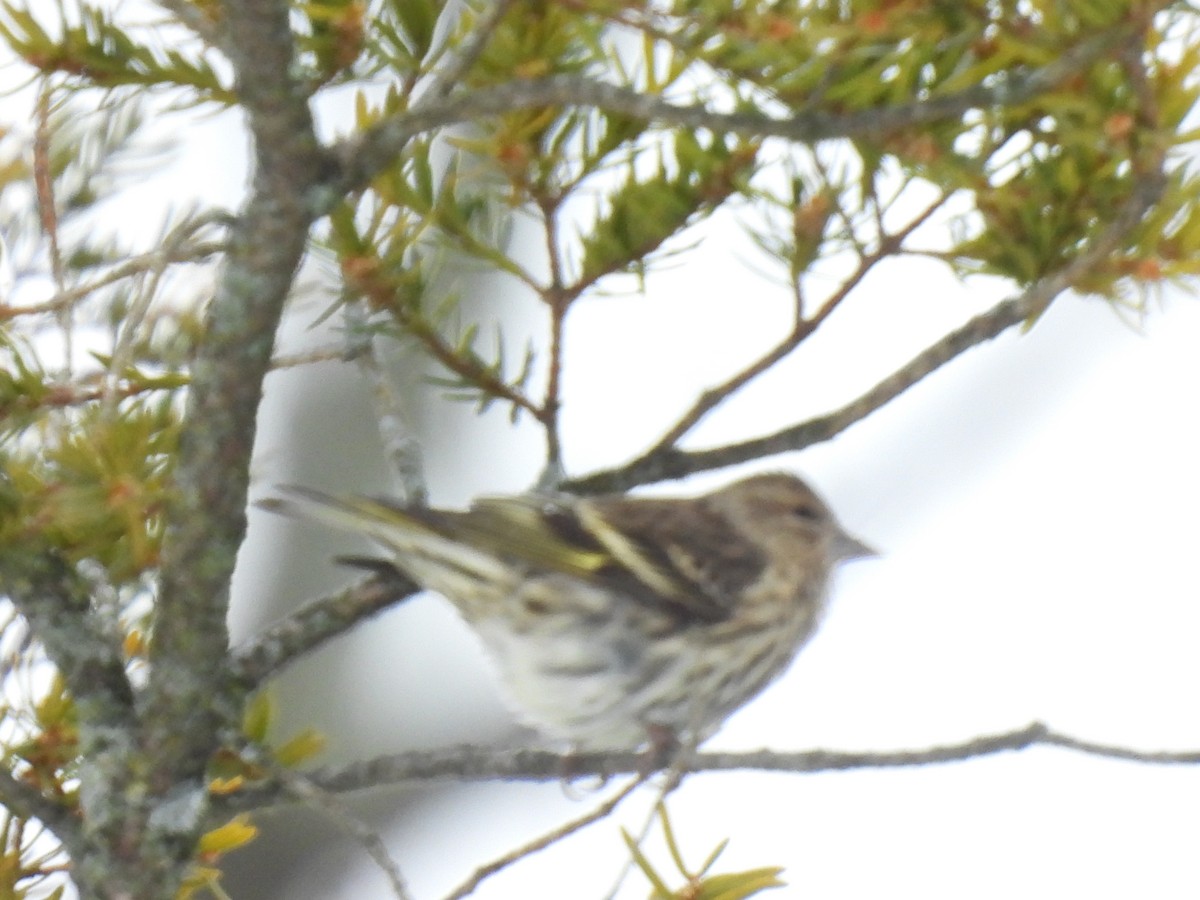 Сосновый чиж - ML646906905