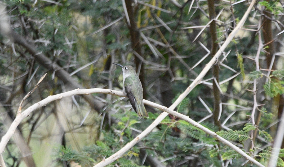 Spot-throated Hummingbird - ML646906910