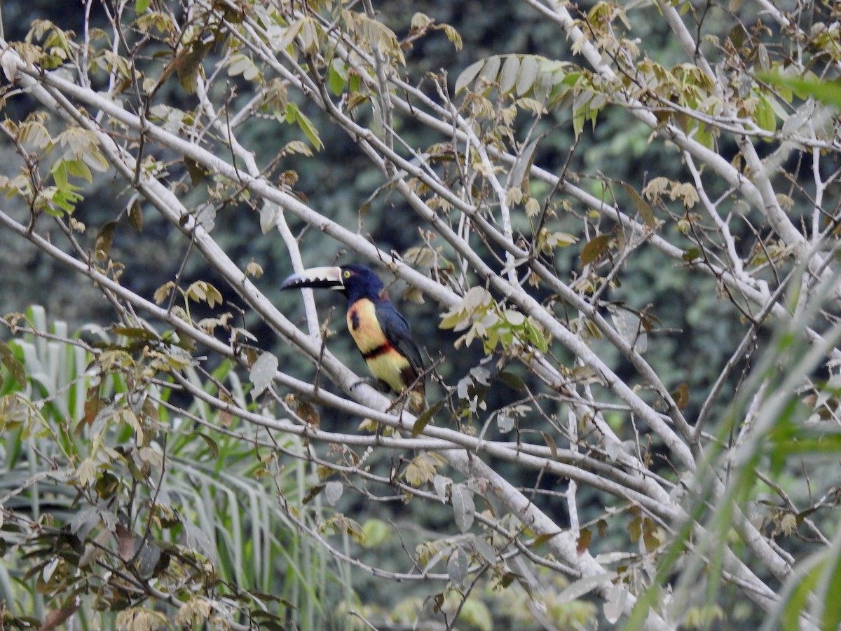 Collared Aracari - ML646906916