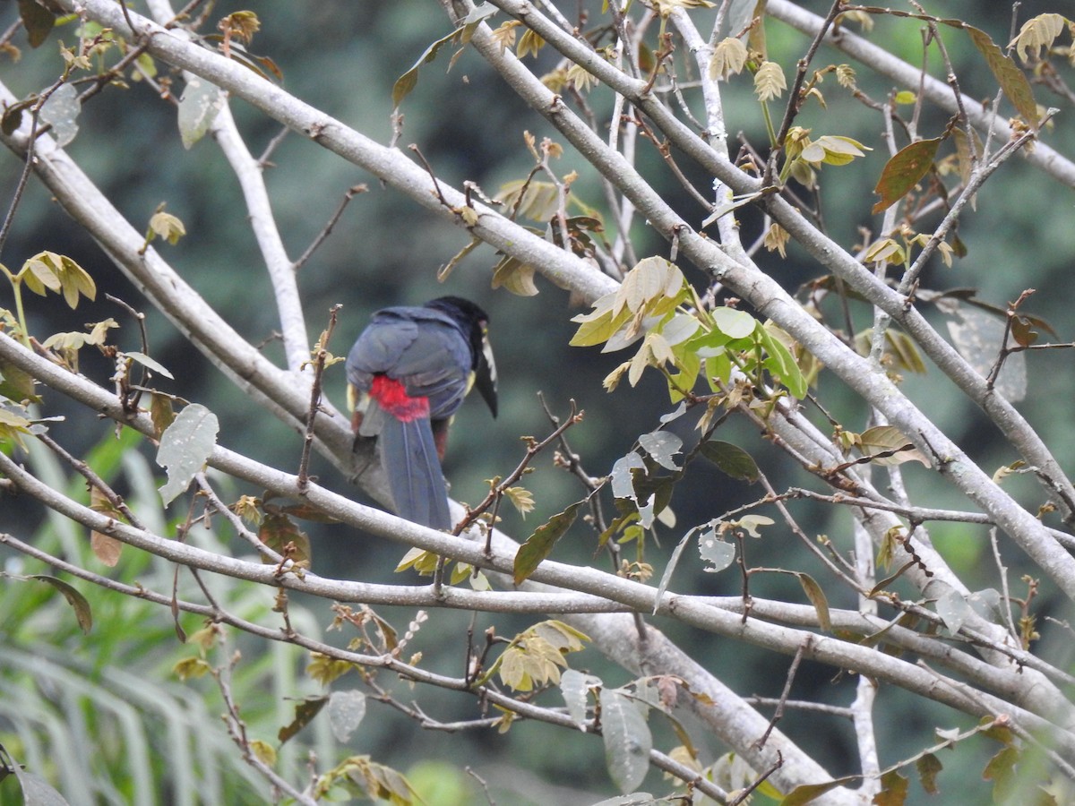 Collared Aracari - ML646906917