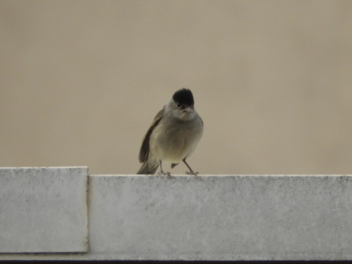 Eurasian Blackcap - ML646906919