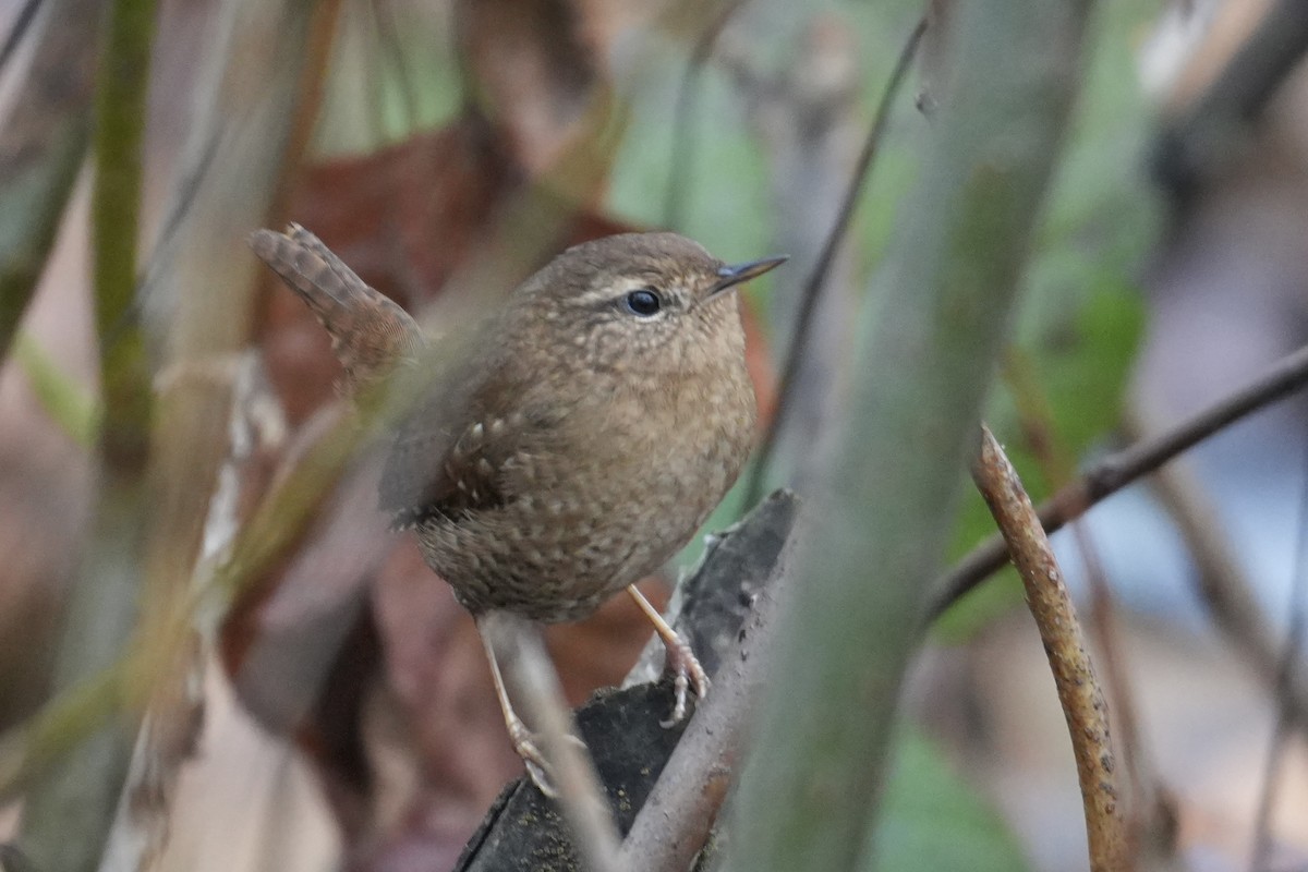 Pacific Wren - ML646906930