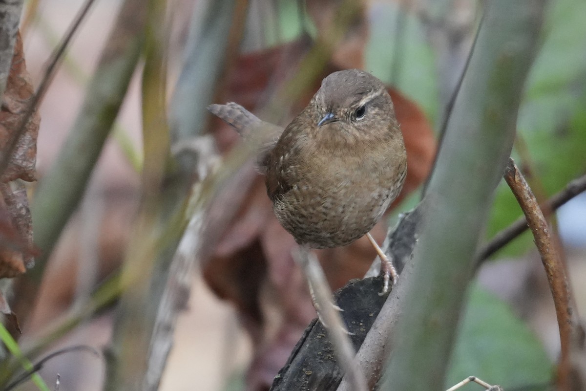 Pacific Wren - ML646906931