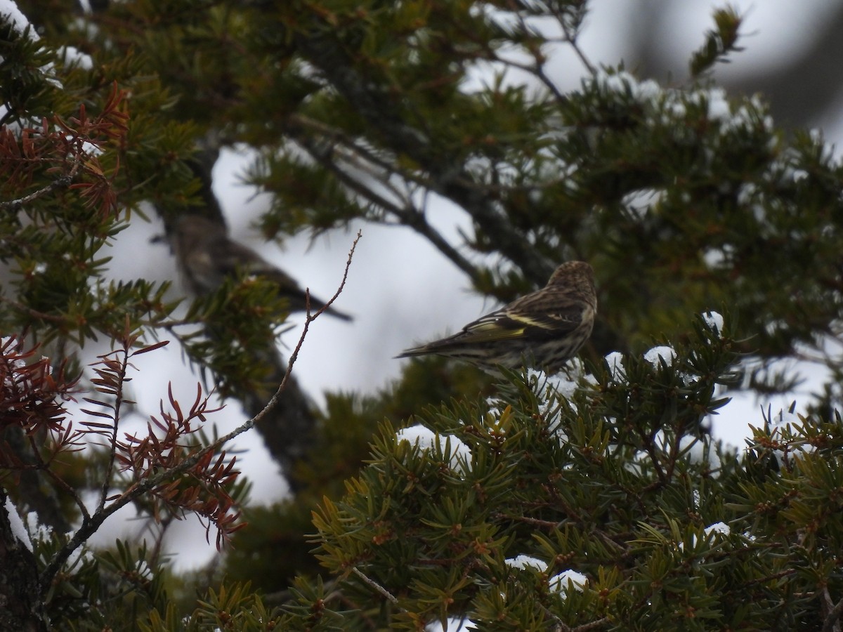 Сосновый чиж - ML646906932