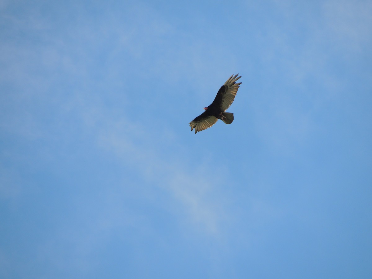 Hindi Akbabası - ML646906933