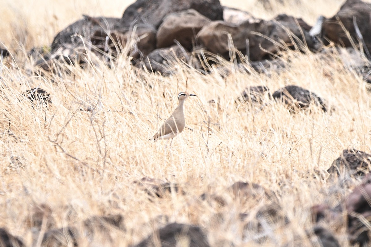 Somali Courser - ML646906934