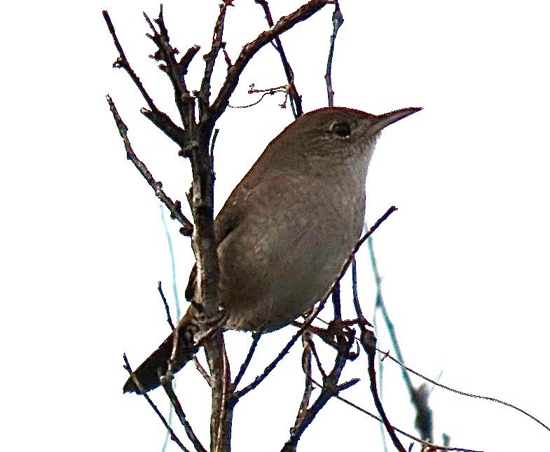 Northern House Wren - ML646906937