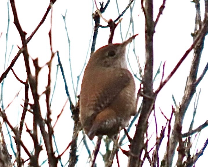 Northern House Wren - ML646906938