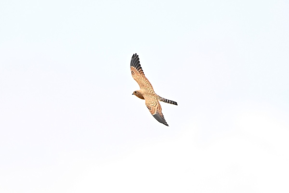 Greater Kestrel - ML646906939