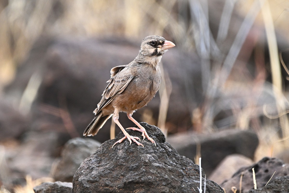 Masked Lark - ML646906943