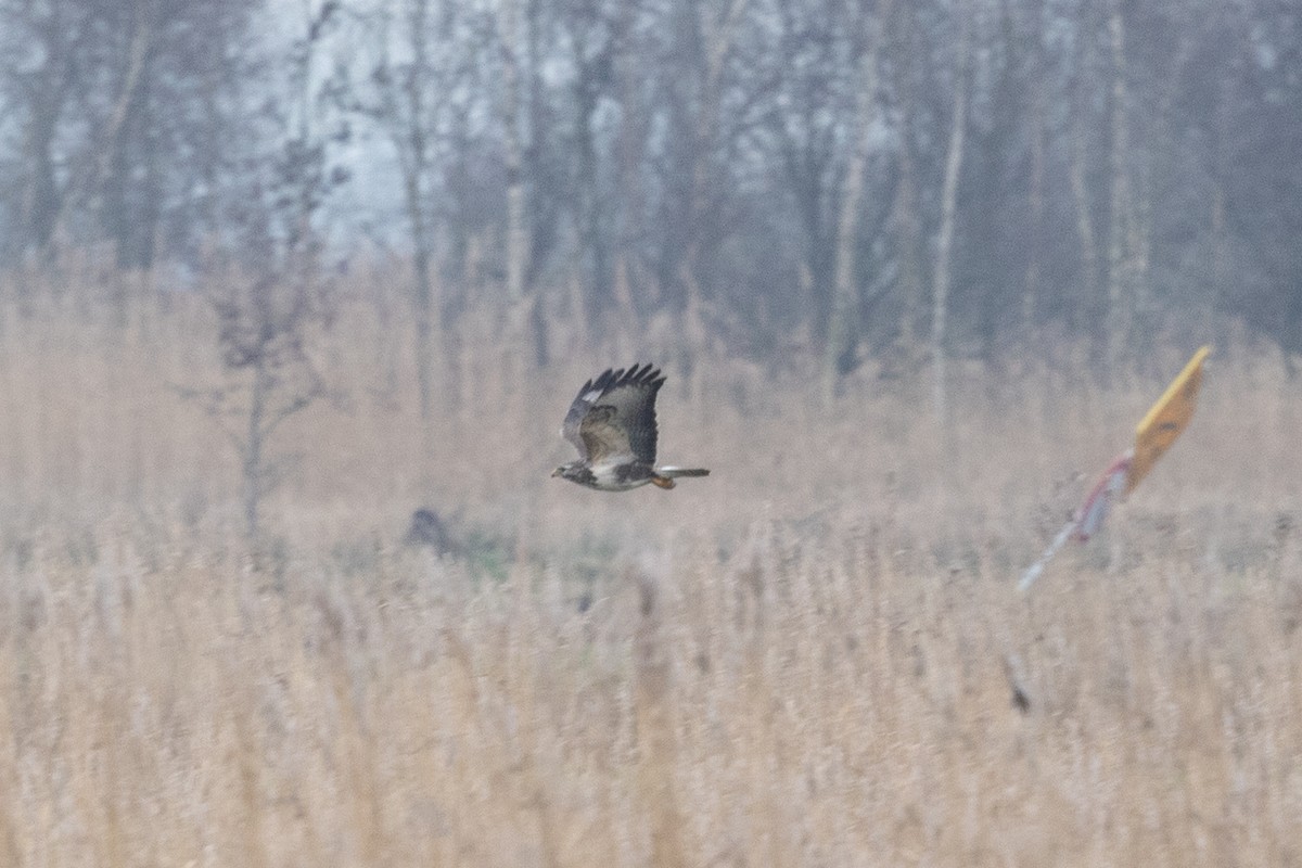 Buse variable - ML646906972