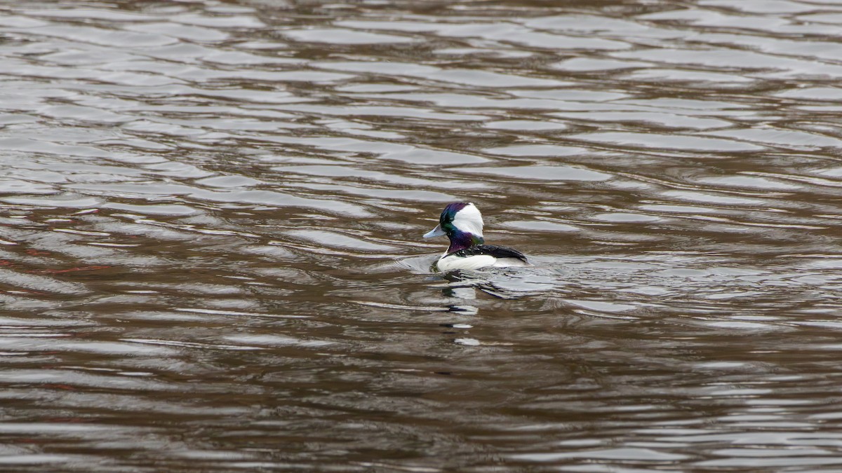 Bufflehead - ML646906973