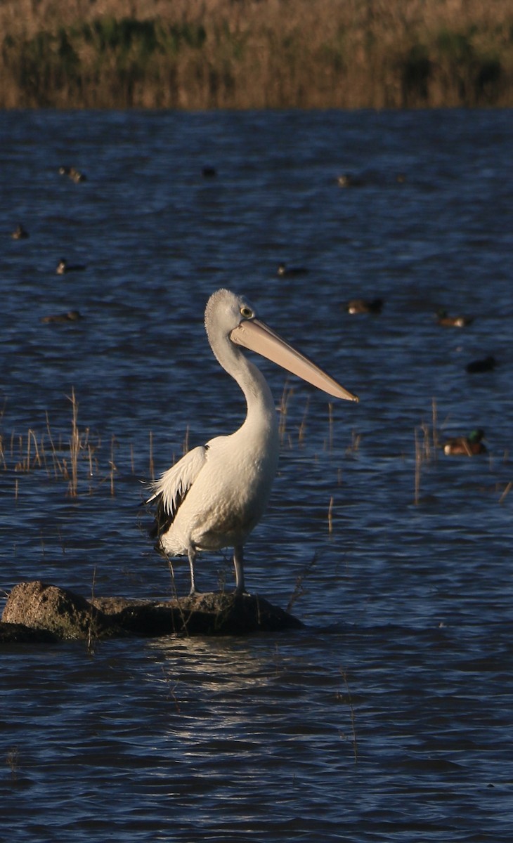 Pelikano australiarra - ML646906975