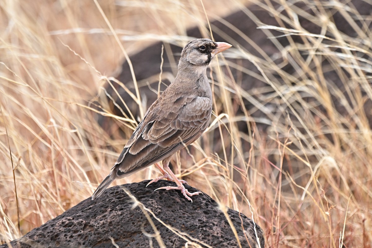 Masked Lark - ML646906981