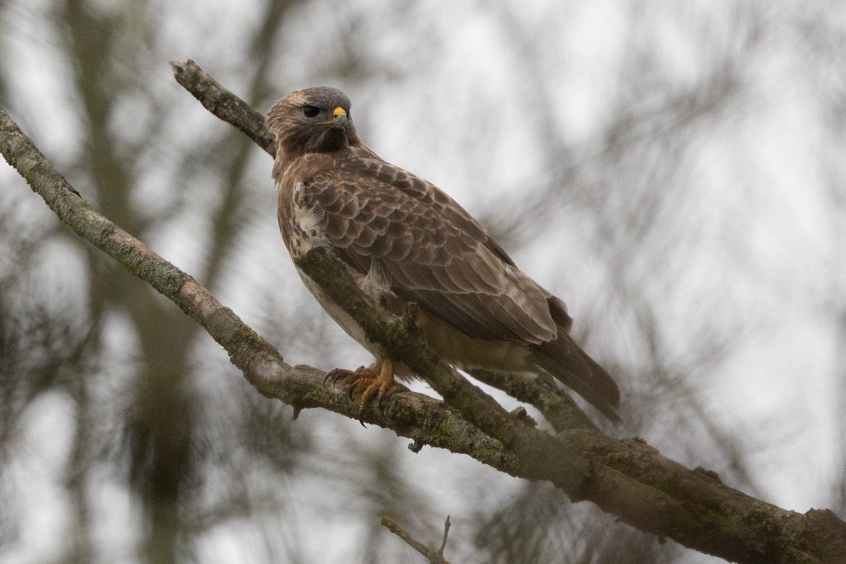 Buse variable - ML646906982